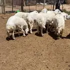 طليان حري العداد 12في 3رخال العمر سته شهور