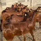 جفار دهم عدد 15 بفحلها