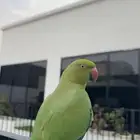 ببغاء دره