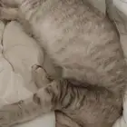 قطوه لاتبني الي يبيها يتواصل معي هاديه