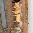 عرضين حريات ونجد