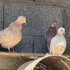 حمام قطايف