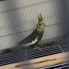 بغبغاء كروان