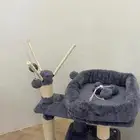 خداشة قطط