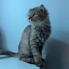 قطوه