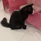 فندقة قطط ببريدة