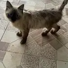 قطوه مهجن هملايا وشيرازي
