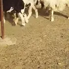 غنم مشكلات نجدية ونعيمية وحرية