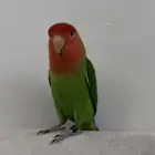 روز