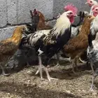 دجاج