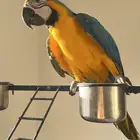 ببغاء مكاو بلو اند قولد اليف هدد