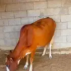 بقرة دافع للبيع