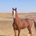 حصاني شعبي عربي حمداني