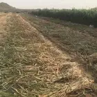 علف للبيع