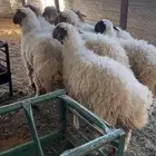 رخال مقفله شحم فل للبيع