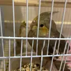 زوج كناري وروج كروان للبيع