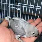 للبيع فرخ روز الي توقف عليه سومه نصيبه