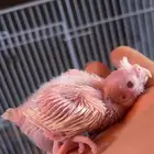 للبيع فرخ كروان البينو الي توقف عليه سومه نصيبه