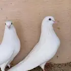 حمام ساندرا باكستاني