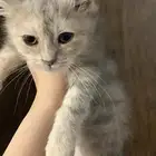 شيرازي للبيع