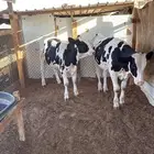 عجل حسيل هولندي