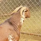 تيس