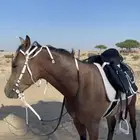 خيل شعبي