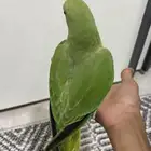 طير دره هندي للبيع