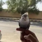 زوج روز اليف اقبل البدل ب سكوتر او سيكل رامبو او كراوان