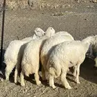طليان جبره