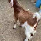 تيس للبيع