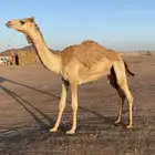 قعود حر للبيع