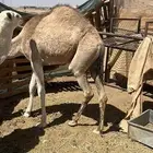 بكره وقعود