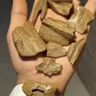 عود مروكي طبيعي