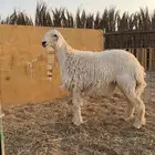 رخال حريات حرش مضاريع تم البيعع