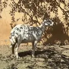 شاه حايل شرط سنها جامع سمين ذبيحه الحد 1000