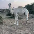 بعير اوضح هادي ومشروط