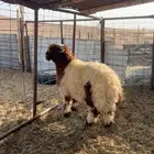 خرفان نعييم جبره