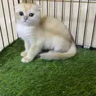 سكوتش قولد دبل فولد nv12 ذكر
