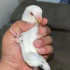 روز البينو عيون حمر سوبر جامبو