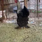 دجاج براهما ( فقط ديكه )