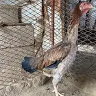 دجاجه شامو الماني