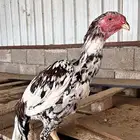 ديك سندي فاخر