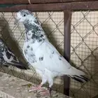 للبيع جوز تيدي جونسرة طيور فاخره