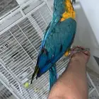 مكاو بلو اليف حمامة لعوب مع الكبير و الصغير