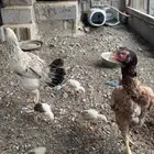 دجاج باكستاني