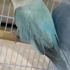 للبيع انثى روز الي توقف عليه سومه نصيبه