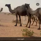 ناقه