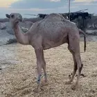 قعود للبيع
