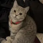 قط مفقود